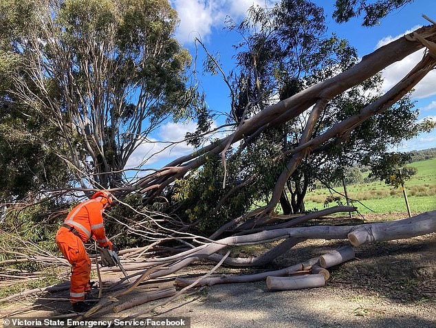 The recent spate of wild weather has blown down trees and power lines and thrown several garden items from homes in Victoria (pictured)