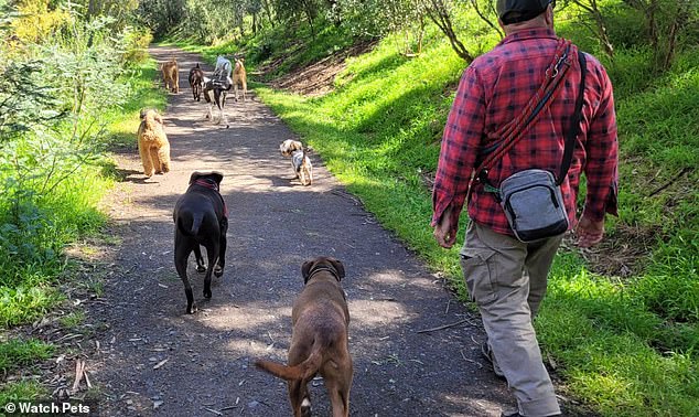 Ron Buch (pictured) of Watchpets was fined $960 for walking 10 dogs without a leash in an area where they were allowed