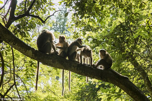 The girl's parents allege that the man took off the girl's clothes and tried to rape her, but was interrupted by several monkeys who forced him to flee (file footage of monkeys in India)