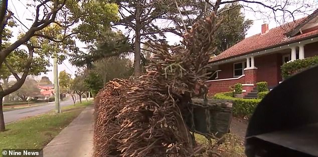 The hedge took 116 years to grow, but in just four hours it was reduced to little more than sticks (see photo)