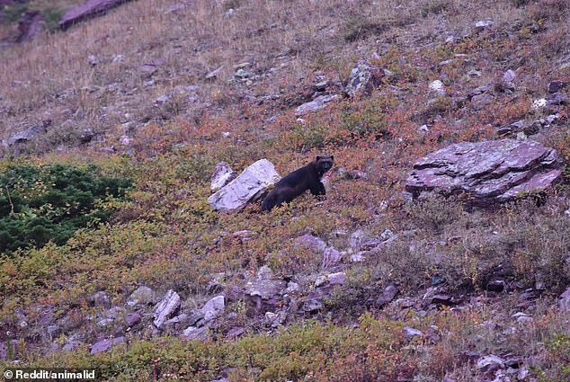 A mysterious beast roaming a Montana campground has piqued the curiosity of thousands of Reddit users