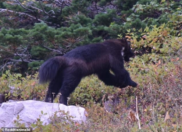 Commentators quickly identified the animal as a wolverine, which was placed on the endangered species list in 2023