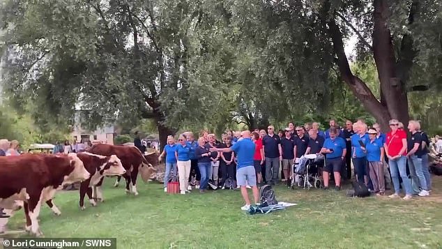 The Red Polls cows appeared 'hypnotised' by the West Bridgford Social Singers as they gave impromptu acapella performances at Mill Pond, Cambridge