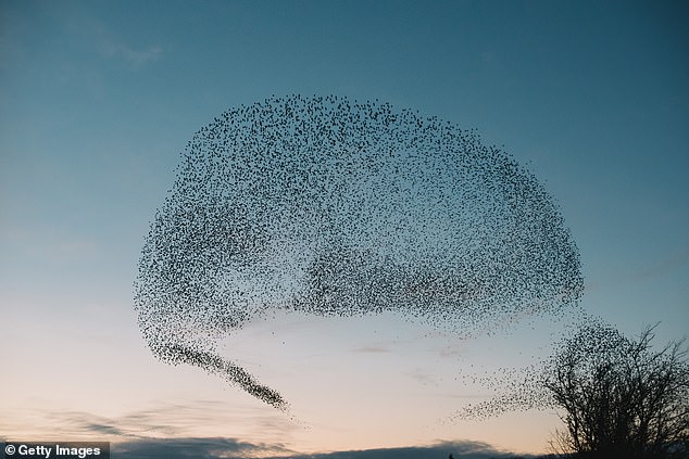 Flocks of birds and other creatures can find themselves in the eye of hurricanes