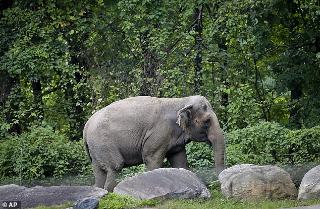 Happy has been one of the zoo's main attractions since she arrived in 1977 and is usually seen by park visitors as they ride the monorail through the Wild Asia exhibit