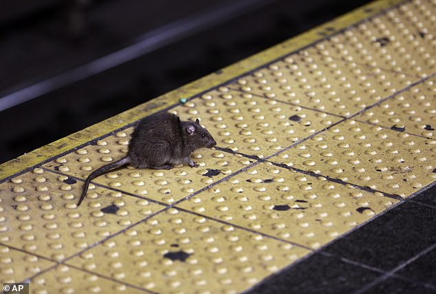 New York City ranks number one on the list, as the city is plagued by a population of approximately 3 million rats