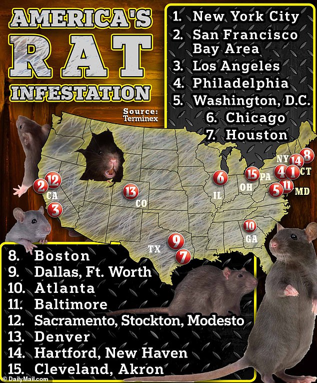 New research reveals top rat infested cities other than New York