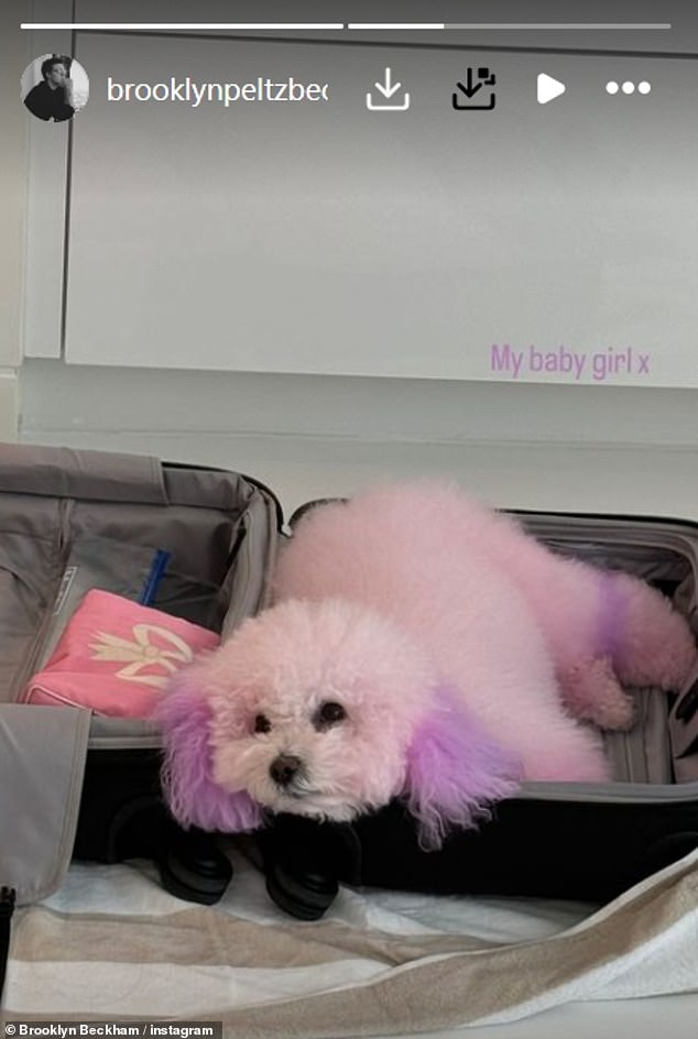 Meanwhile, David and Victoria Beckham's eldest son took to Instagram to post a snap of the couple's second dog of the same breed, named Lamb, who was also dyed pink with purple ears