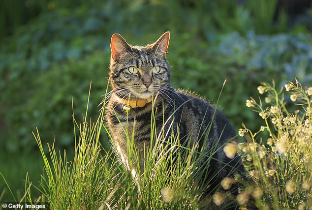 Pictured above is an outdoor cat. Experts warn that these cats can contract toxoplasmosis