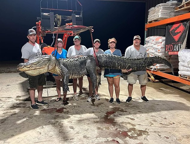 The group brought in the gator in the dead of night last week. Officials determined the creature was 14 feet long and weighed more than 800 pounds