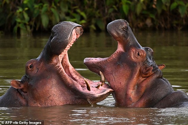 In a controversial ruling, Colombian judges have ordered the execution of Pablo Escobar's herd "cocaine" hippos