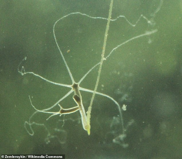 A freshwater carnivore known for its one-inch tentacles and ability to live forever - the brown hydra - has now been found to be capable of passing cancerous tumors on to its offspring