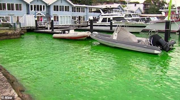 The water in the bay along Hipwood Street in Kirribilli, near Milsons Park, turned fluorescent green