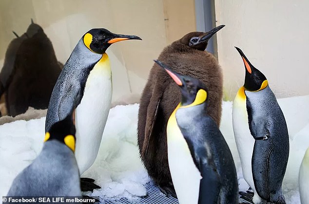 Pesto the king penguin is only nine months old and already weighs twice as much as his parents (pictured is Pesto with brown feathers)