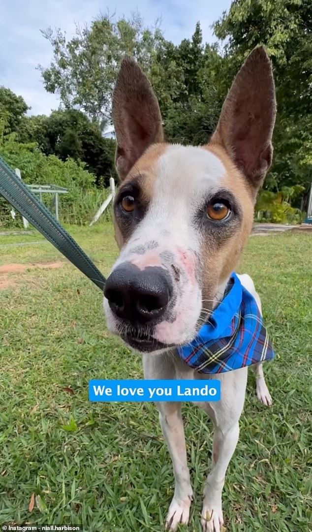 Abandoned dog Lando, who was found as 'skin and bones', has made a remarkable recovery in just four days (pictured) thanks to the dedicated efforts of his 'heroic' rescuer