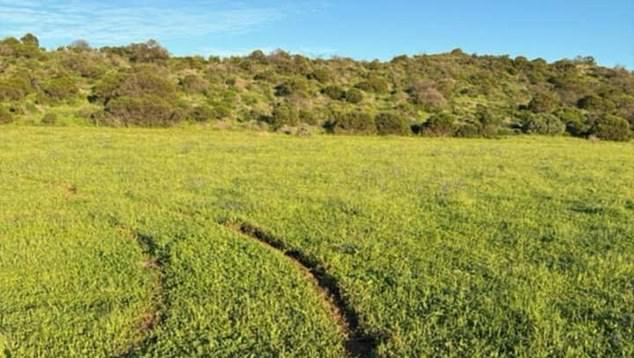 A second man has been charged after a 4WD allegedly ran over a number of three-month-old calves on a Howatharra cattle farm last month. Tyre tracks can be seen on the property in the photo