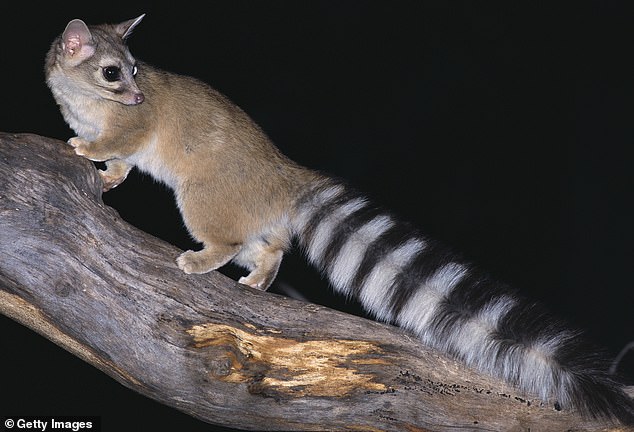 Ringtails are cat-sized carnivores that look like a small fox with a long raccoon-like tail