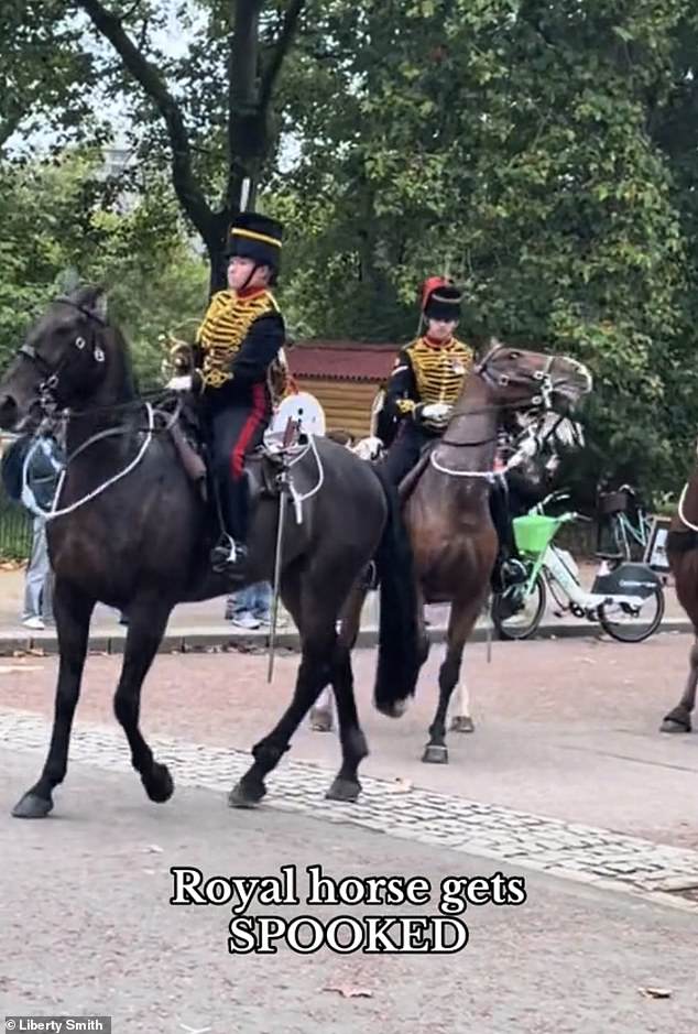 Today a horse was seen turning left in panic after being startled by nearby gun salutes marking the second anniversary of King Charles' accession to the throne