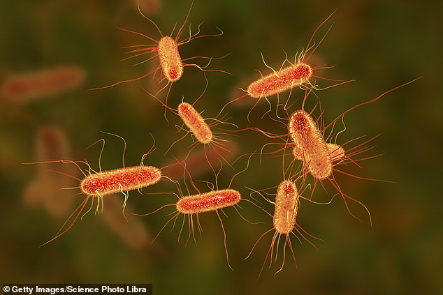 The bacteria that could be the culprit is a particular strain of E. coli, best known as the cause of food poisoning outbreaks via undercooked meat and contaminated vegetables and salads.