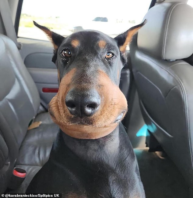 Torque, a Doberman from Michigan, appeared bloated for the cameras after his face was swollen by the snake's venom