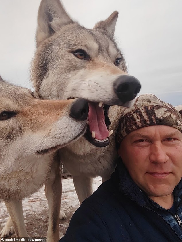 The females come from the Siberian region of Khakassia and were raised by wolf tamer Aleksandr Konchakov