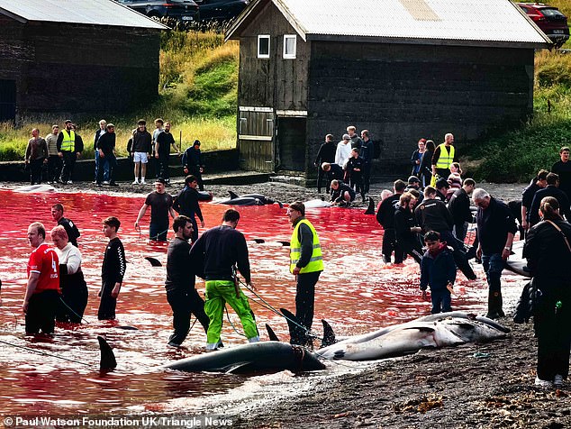 More than 150 dolphins have fallen victim to the latest gruesome massacre in the Faroe Islands