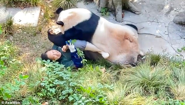 Ding Ding, round one! Panda attacks female zookeeper after locking her in his cage