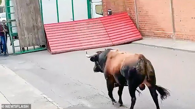 This is the horrific moment a ferocious bull crashes through a security barrier in a Spanish town, goring a man to death and seriously injuring three others, including a three-year-old girl.