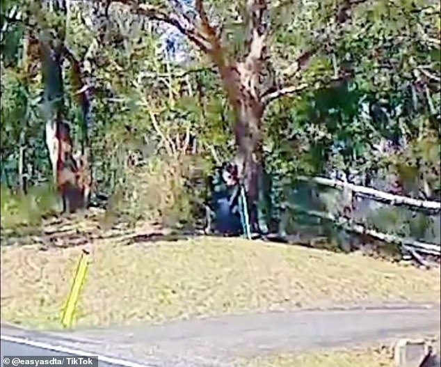 A speed camera hidden under the dappled light of a eucalyptus tree has sparked debate