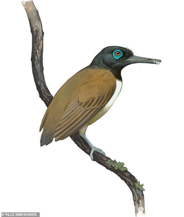 Researchers have discovered that the ancient bird Longipteryx chaoyangensis did not use its sharp teeth to eat meat, but actually lived on a diet of fruit