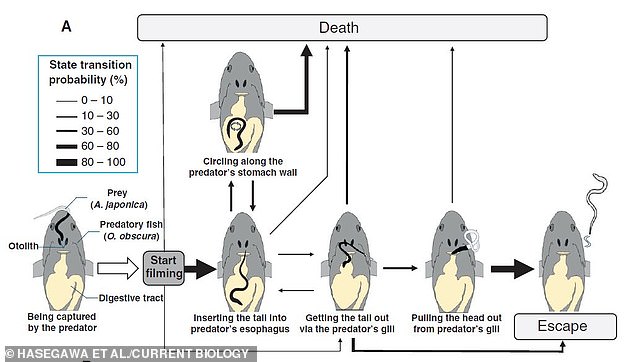 The researchers saw that some eels circled the fish's stomach. Of the eels tested, 13 were able to push their tails through the gills and nine were able to escape completely.