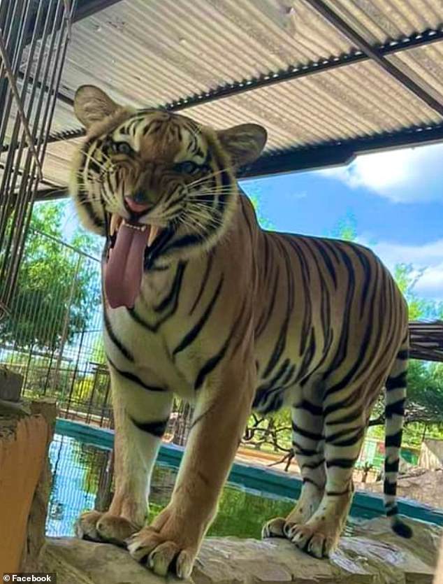 Tigers are housed at the Quinta La Fauna zoo in the Mexican northern border city of Reynosa, where a tiger escaped from its cage Wednesday morning. Authorities in Mexico have warned their counterparts in Hidalgo, Texas