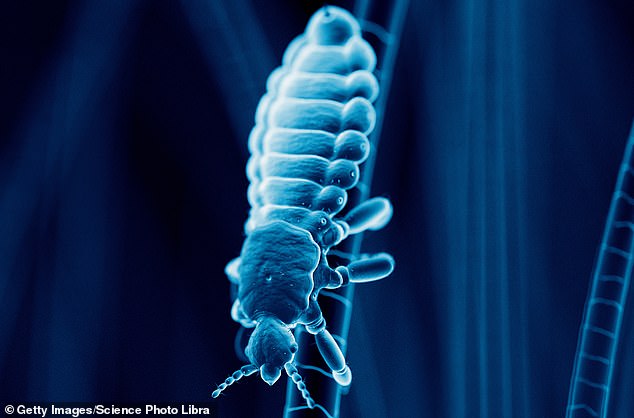 Head lice affect thousands of households in this country every year and while the number of cases has fallen during the pandemic, it is now soaring.