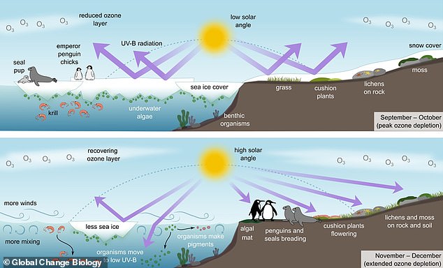 Previous studies have shown that the late recovery of the ozone hole (November-December, below) means more UV radiation reaches Antarctic waters – and during the peak breeding season for many seabirds, mammals and plants.