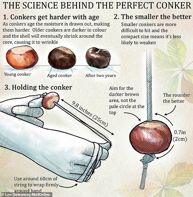 Speaking to MailOnline, scientists and chestnut lovers have revealed the science behind the perfect chestnut - and why bigger isn't always better