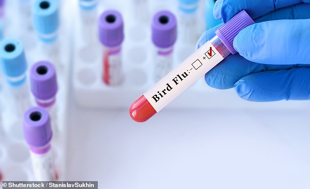 Experts told DailyMail.com it is highly unlikely, but that bird flu appears 'somewhat similar' to the early days of the Covid pandemic (stocks)