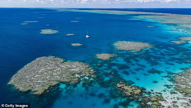 A 60-year-old international tourist was found unconscious during a diving trip to the Great Barrier Reef (stock image)