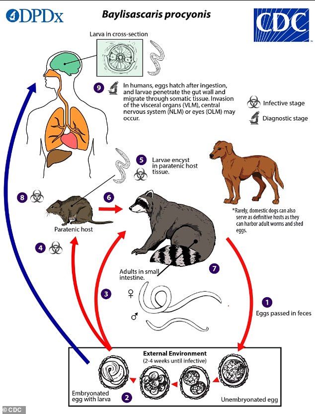 The above graph, from the CDC, shows the life cycle of the raccoon roundworm