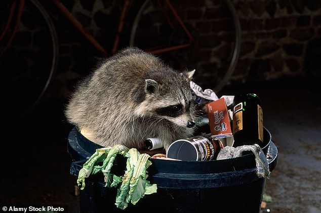 Raccoons are increasingly appearing in neighborhoods, increasing the risk of people coming into contact with them and becoming infected (stock)