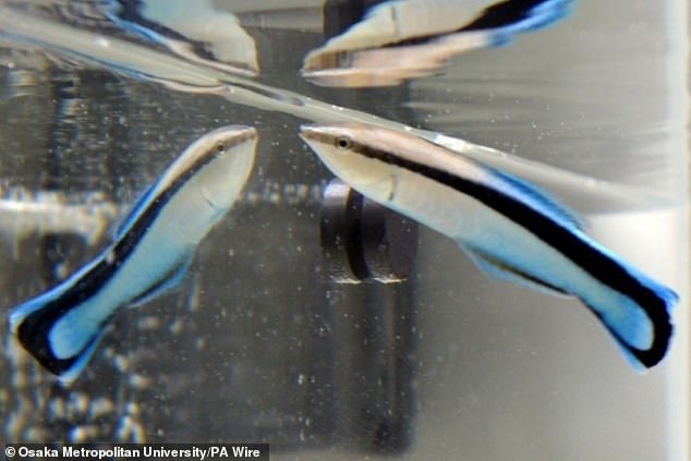 New research has found that the cleaner wrasse looks at itself in a mirror before attacking another fish