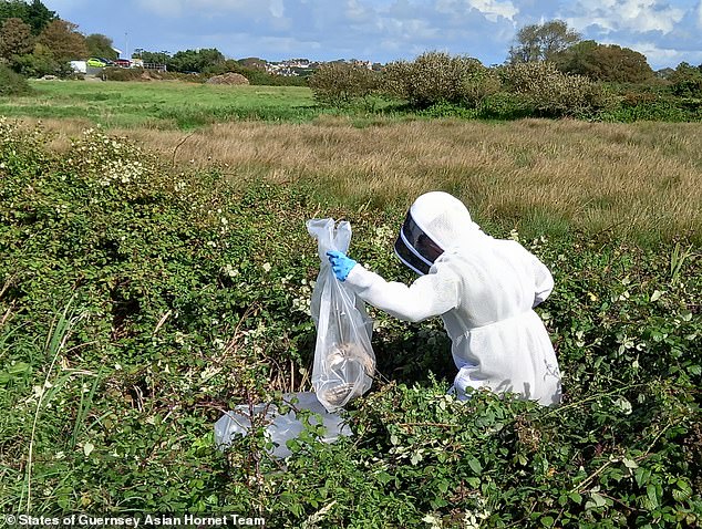 The National Bee Unit is effective at removing nests, but their resources are already stretched thin. It is not yet clear at what point they will be overwhelmed by multiple raids. Pictured: Expert teams remove another in Guernsey