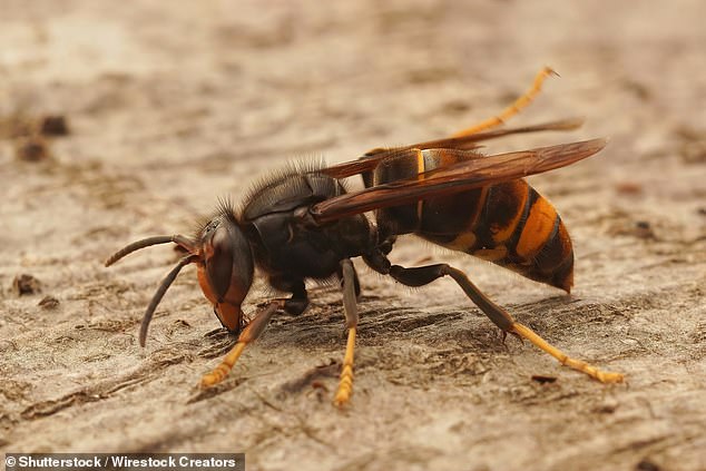 Britons have been urged to be on the lookout for invasive Asian hornets (pictured) as 25 sightings have already been reported this year