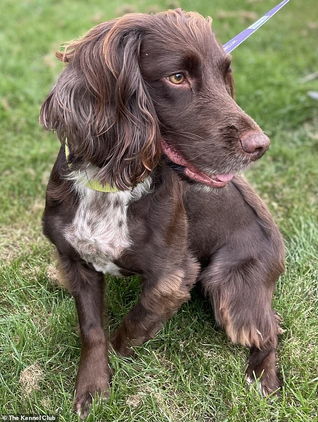 Mollie, a six-year-old Cocker Spaniel from Norwich, developed a recurring cough shortly after returning from a walk with her owners through the Norfolk countryside