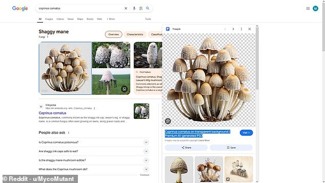 The moderator of the Reddit mushroom forum r/Mycology discovered that a search for the common Inkcap mushroom yielded an unrealistic AI-generated image as the first result