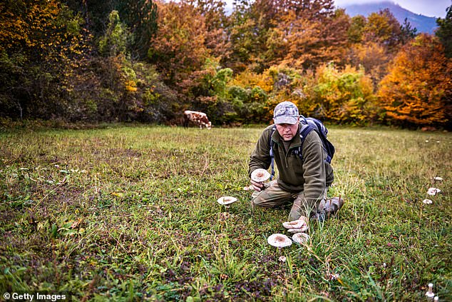 Foragers have been warned not to use Google Images to identify mushrooms after the search engine provided AI-generated images (stock image)