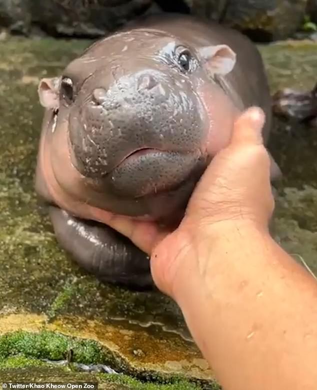 Pygmy hippos, also known as pygmy hippos, are native to West Africa