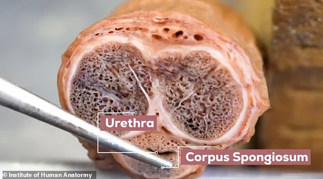 Now, a new viral video using a penis harvested from a donated cadevar shows exactly how the eye-opening injury occurs and how the boneless organ can actually 'break'