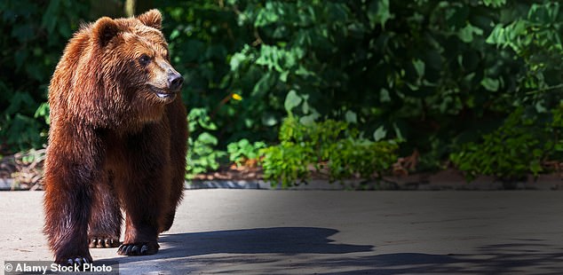 There is an Italian policy to reintroduce brown bears in the Dolomites