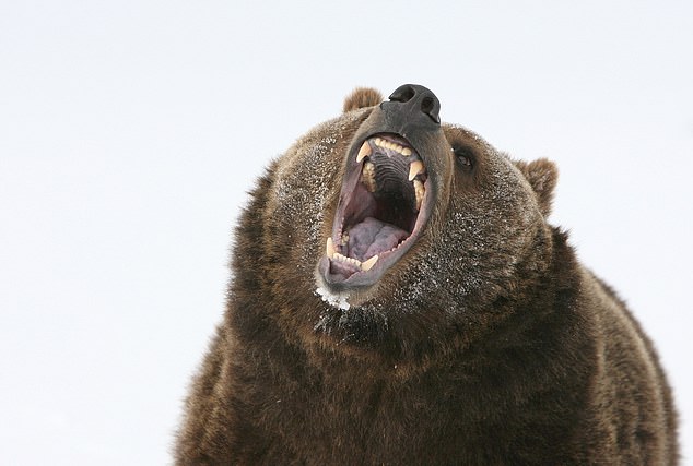 Warning for Wyoming hikers as 'monstrous' animals eating 20,000 calories a day are on the prowl