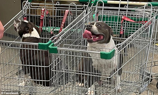 An image of two Staffordshire dogs being held in shopping trolleys after running amok in a Woolworths (pictured) has sparked a debate over dog hygiene in supermarkets